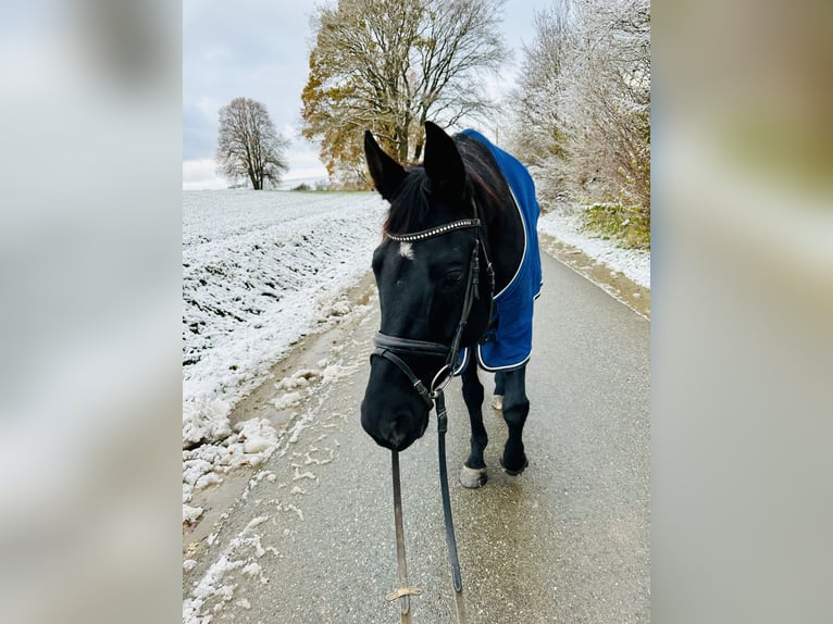 Koń hanowerski Klacz 9 lat 165 cm Kara in Hofgeismar