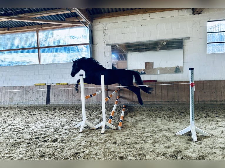 Koń hanowerski Klacz 9 lat 165 cm Kara in Hofgeismar