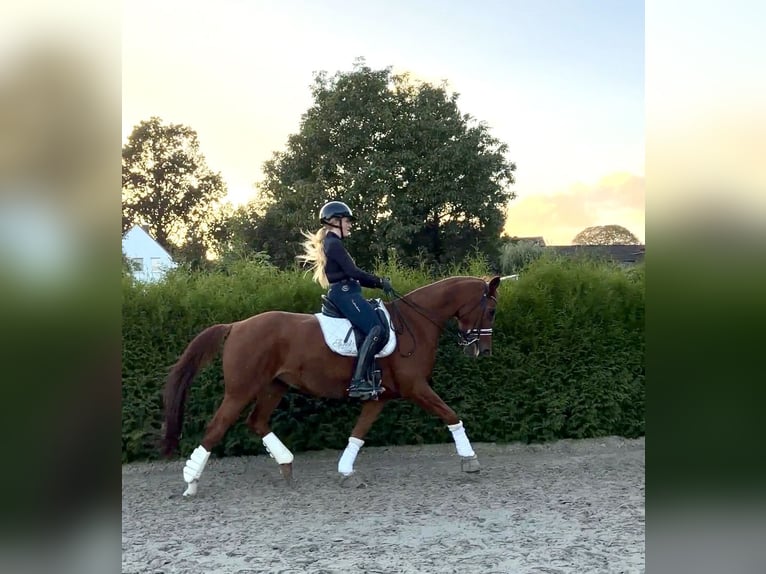 Koń hanowerski Klacz 9 lat 165 cm Kasztanowata in Rosengarten