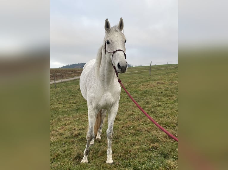 Koń hanowerski Klacz 9 lat 165 cm Siwa w hreczce in Mondsee
