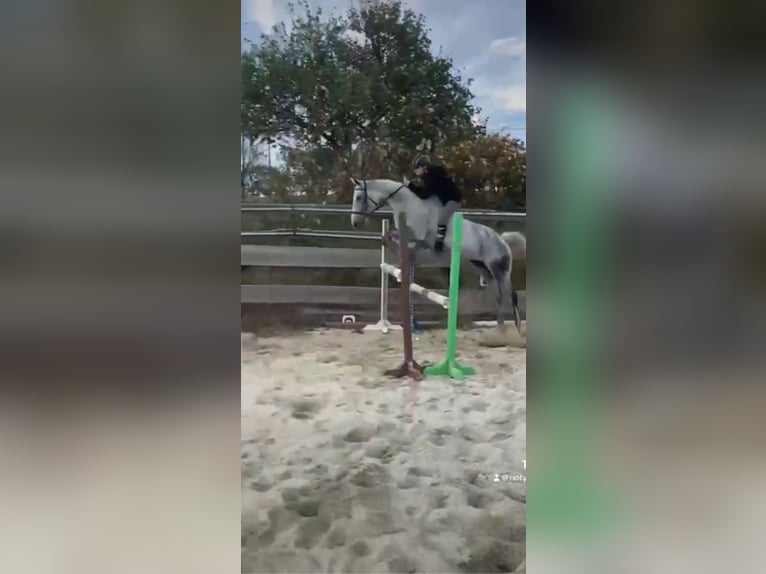 Koń hanowerski Klacz 9 lat 165 cm Siwa w hreczce in St.p&#xF6;lten