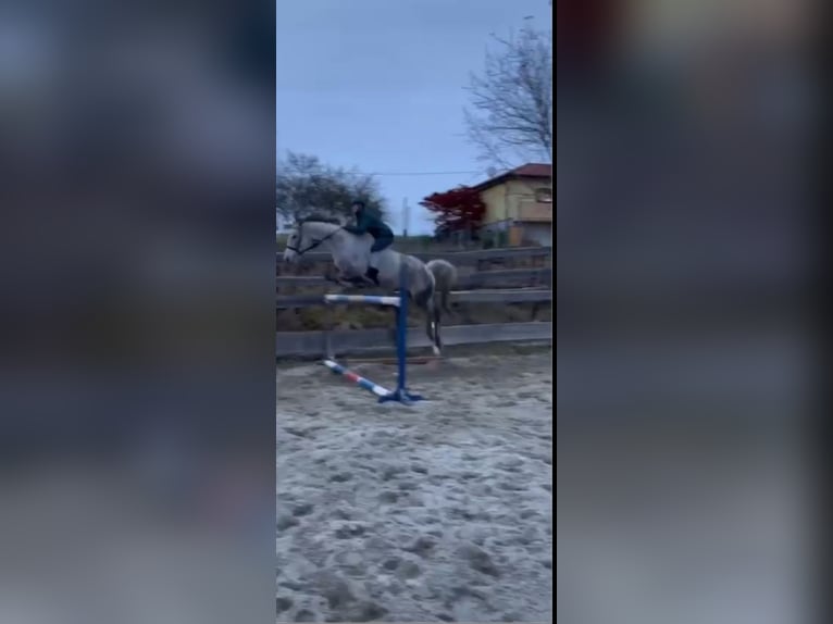 Koń hanowerski Klacz 9 lat 165 cm Siwa w hreczce in St.p&#xF6;lten