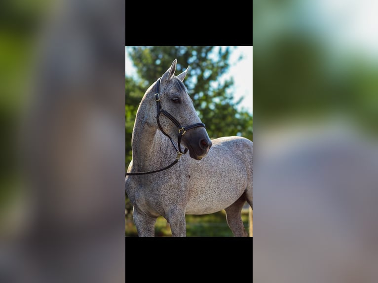 Koń hanowerski Klacz 9 lat 165 cm Siwa w hreczce in St.p&#xF6;lten