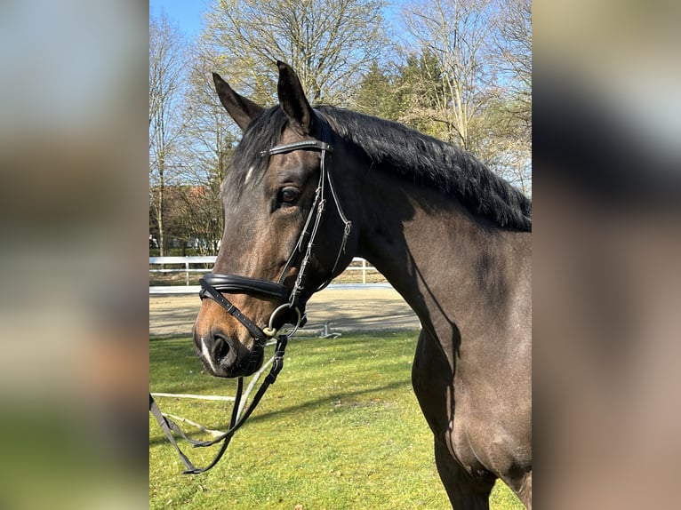 Koń hanowerski Klacz 9 lat 166 cm Ciemnogniada in Hamm