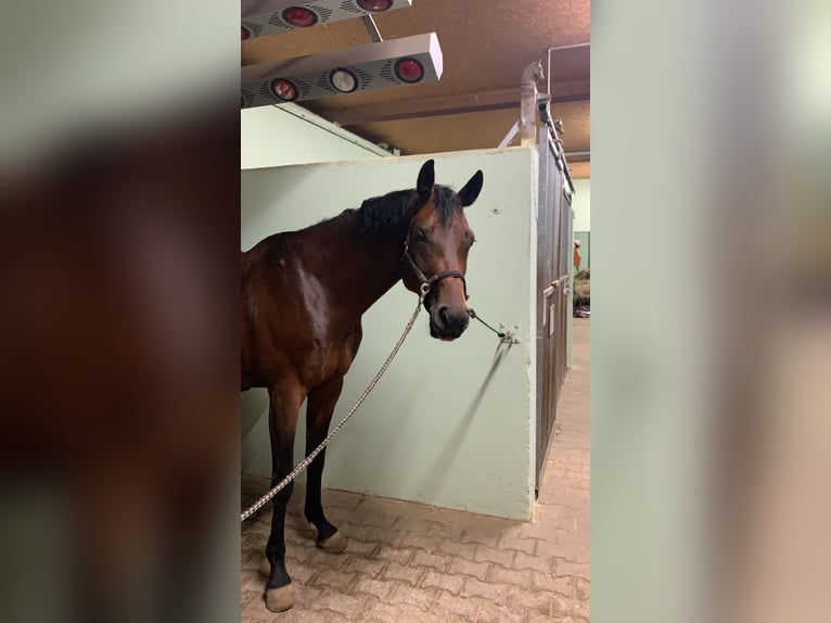 Koń hanowerski Klacz 9 lat 167 cm Gniada in Kösching