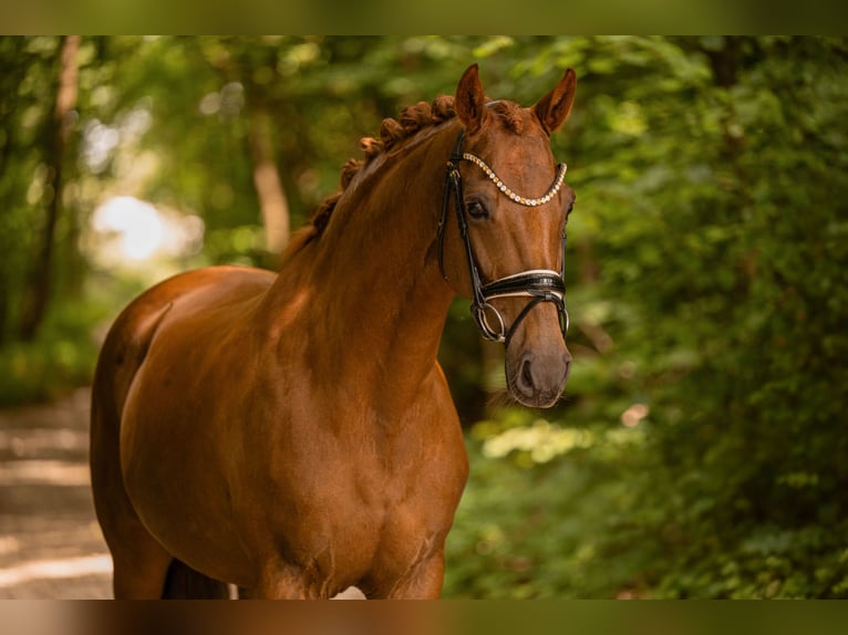 Koń hanowerski Klacz 9 lat 167 cm Kasztanowata in Wehringen