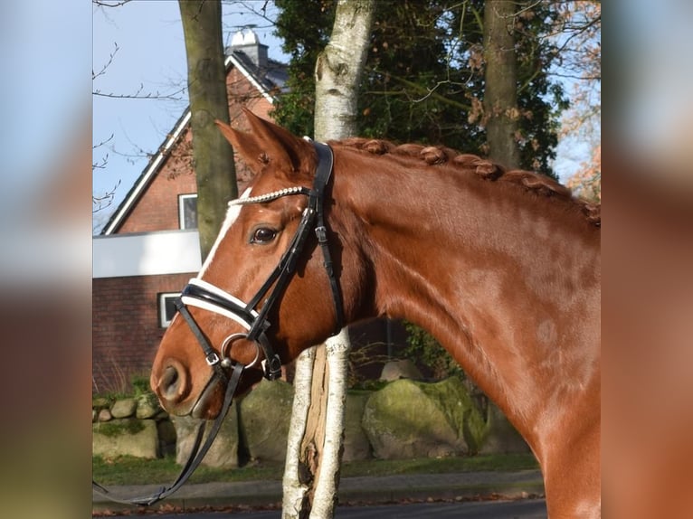 Koń hanowerski Klacz 9 lat 167 cm Kasztanowata in Fredenbeck