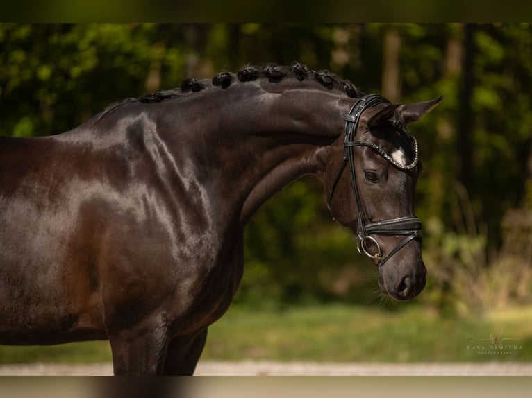 Koń hanowerski Klacz 9 lat 167 cm Skarogniada in Wehringen