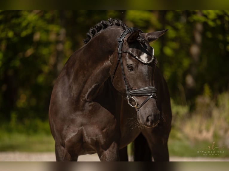 Koń hanowerski Klacz 9 lat 167 cm Skarogniada in Wehringen