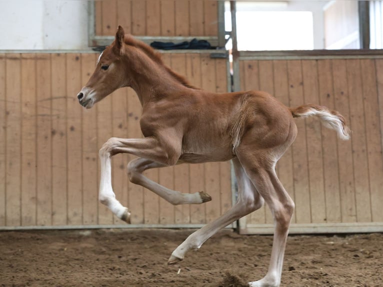 Koń hanowerski Klacz 9 lat 168 cm Ciemnogniada in Hohenahr
