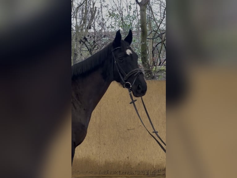 Koń hanowerski Klacz 9 lat 168 cm Kara in Lohmar