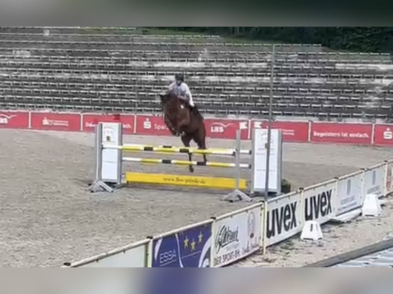 Koń hanowerski Klacz 9 lat 168 cm Kasztanowata in Sauldorf