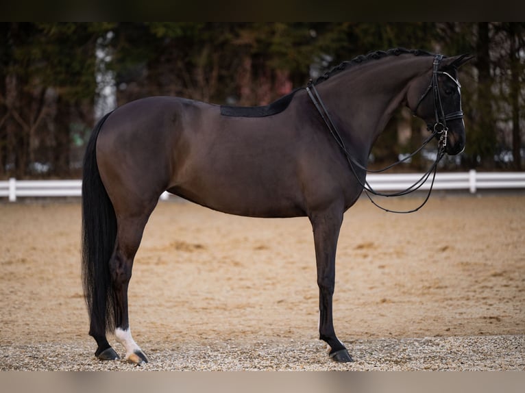 Koń hanowerski Klacz 9 lat 169 cm Skarogniada in Wehringen