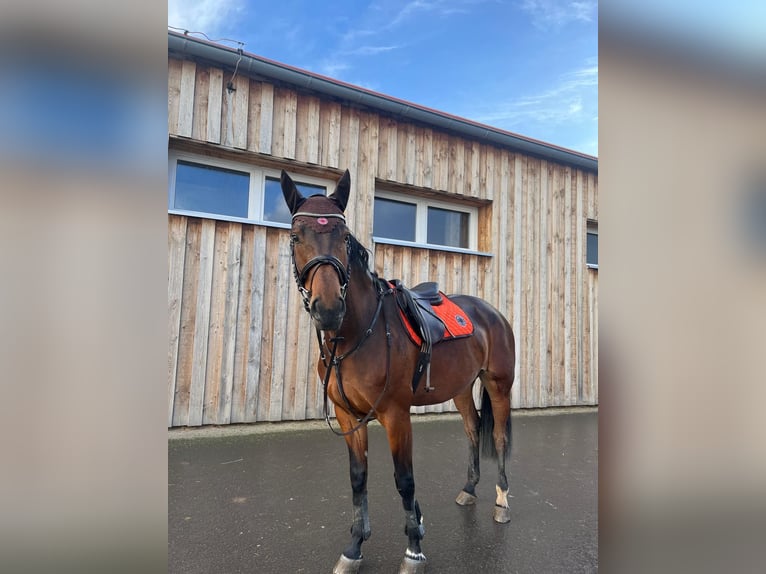 Koń hanowerski Klacz 9 lat 170 cm Ciemnogniada in Drei Gleichen