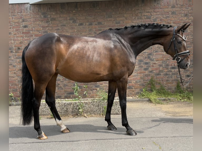 Koń hanowerski Klacz 9 lat 170 cm Ciemnogniada in Niederkassel