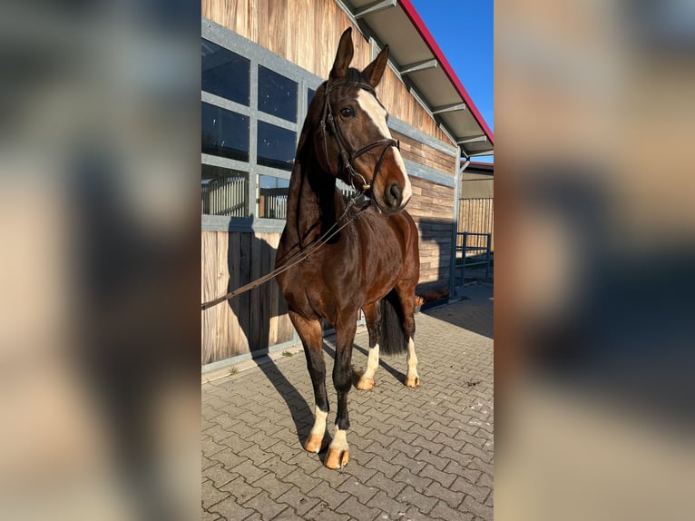 Koń hanowerski Klacz 9 lat 170 cm Ciemnogniada in Leipzig