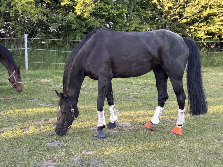Koń hanowerski Klacz 9 lat 170 cm Kara in Deinste