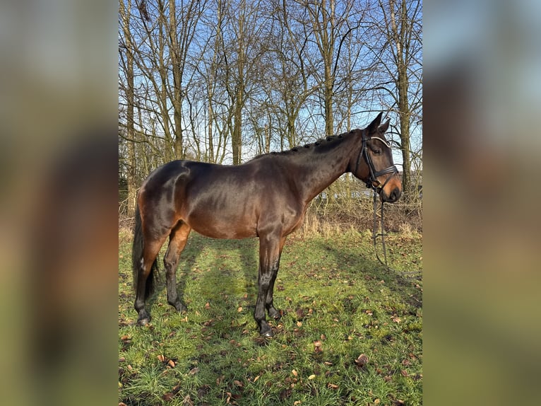 Koń hanowerski Klacz 9 lat 172 cm Gniada in Wenzendorf
