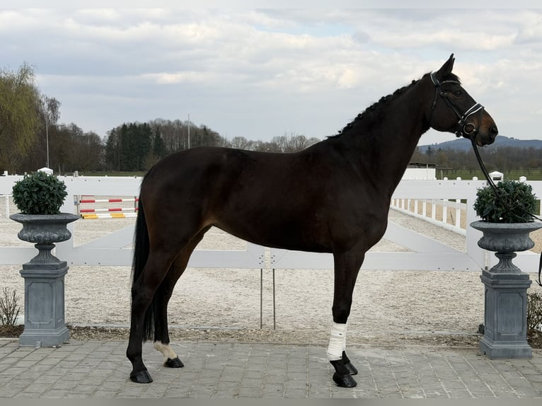 Koń hanowerski Klacz 9 lat 173 cm Ciemnogniada in Riedlingen