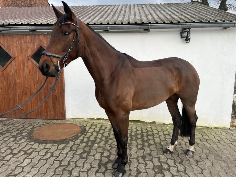 Koń hanowerski Klacz 9 lat 173 cm Gniada in Wagenfeld