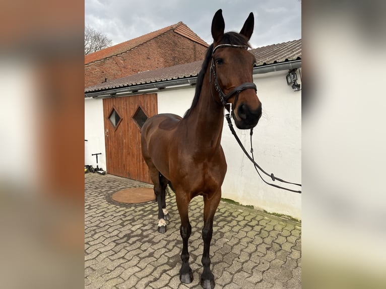 Koń hanowerski Klacz 9 lat 173 cm Gniada in Wagenfeld