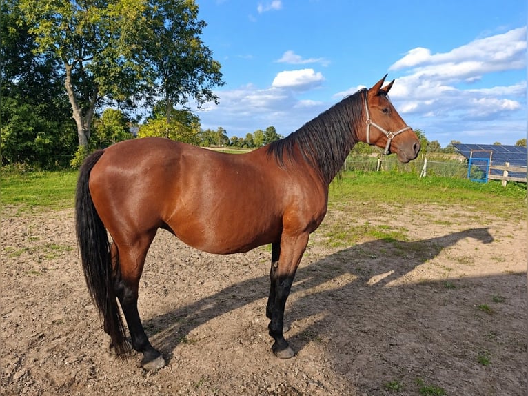 Koń hanowerski Klacz 9 lat 173 cm Gniada in Mirowo