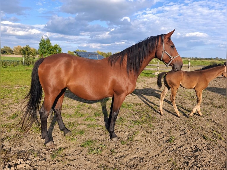 Koń hanowerski Klacz 9 lat 173 cm Gniada in Mirowo
