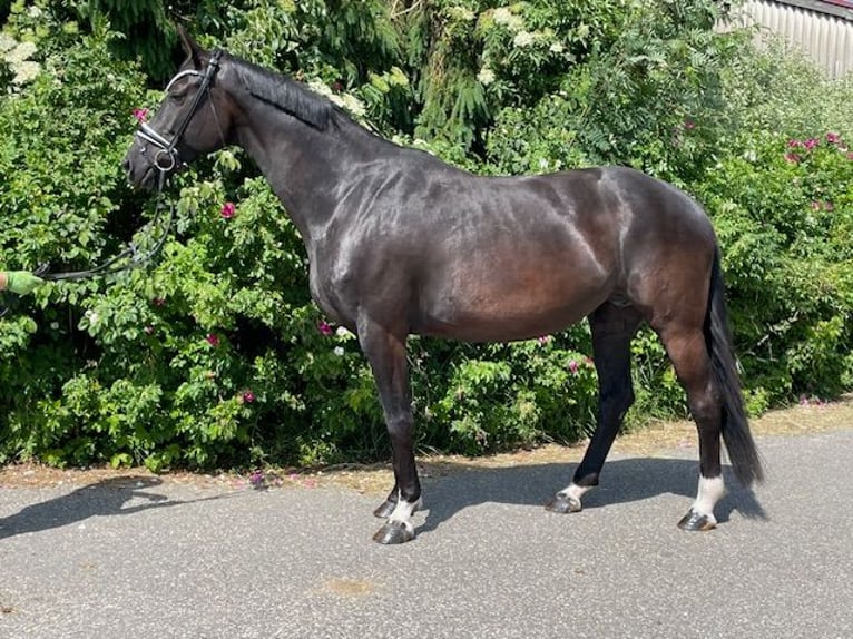Koń hanowerski Klacz 9 lat 173 cm Kara in Drackenstein