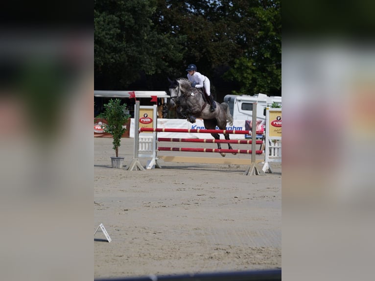 Koń hanowerski Klacz 9 lat 173 cm Siwa in Duderstadt