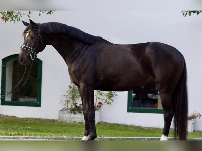 Koń hanowerski Klacz 9 lat 175 cm Ciemnogniada in Ort im Innkreis Koń hanowerski Klacz 9 lat 175 cm Ciemnogniada in Ort im Innkreis