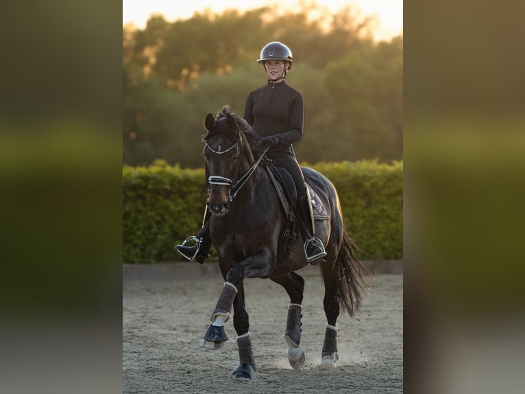 Koń hanowerski Klacz 9 lat 175 cm Ciemnogniada in Neu Wulmstorf