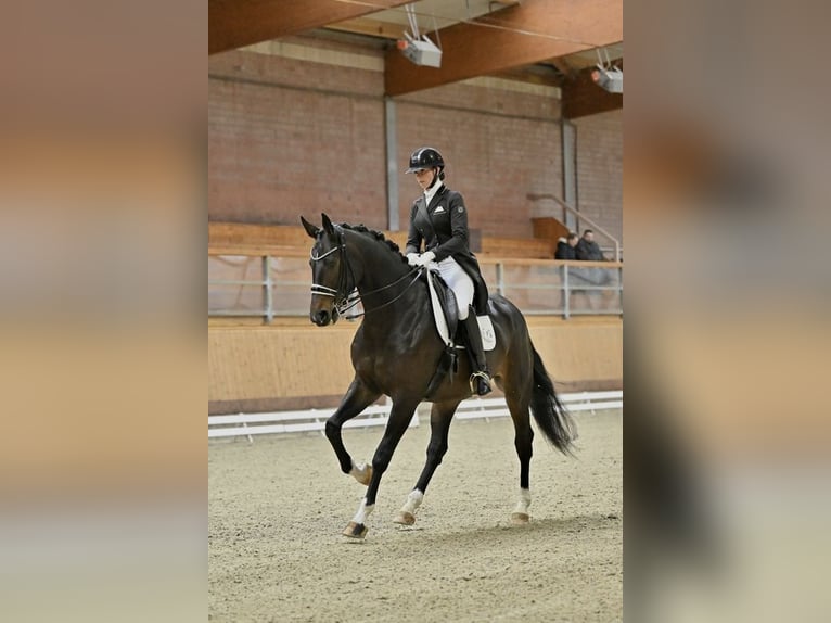 Koń hanowerski Klacz 9 lat 175 cm Ciemnogniada in Neu Wulmstorf