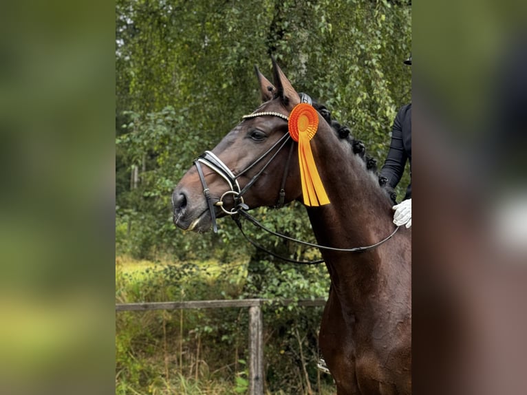 Koń hanowerski Klacz 9 lat 175 cm Ciemnogniada in Neu Wulmstorf
