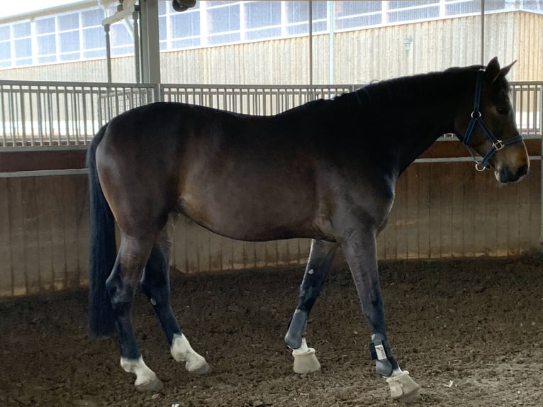 Koń hanowerski Klacz 9 lat 175 cm Gniada in Oberkrämer