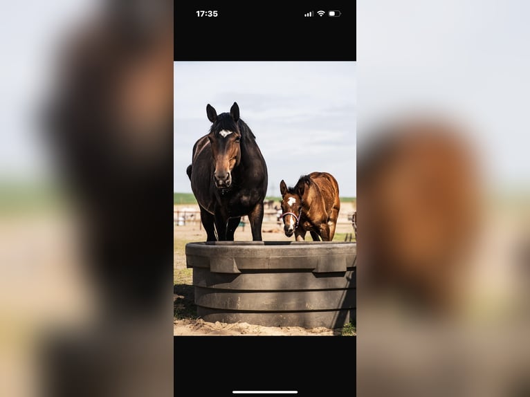 Koń hanowerski Klacz 9 lat 175 cm Gniada in Oberkrämer