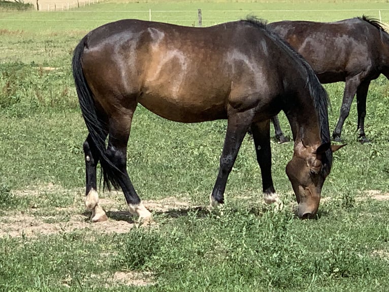 Koń hanowerski Klacz 9 lat 175 cm Gniada in Oberkrämer