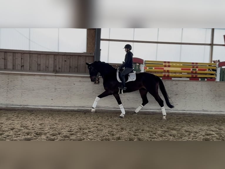 Koń hanowerski Klacz 9 lat 176 cm Ciemnogniada in Rosenheim