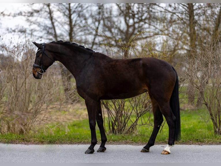Koń hanowerski Klacz 9 lat 176 cm Ciemnogniada in Rosenheim
