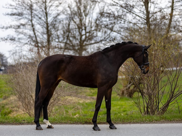 Koń hanowerski Klacz 9 lat 176 cm Ciemnogniada in Rosenheim