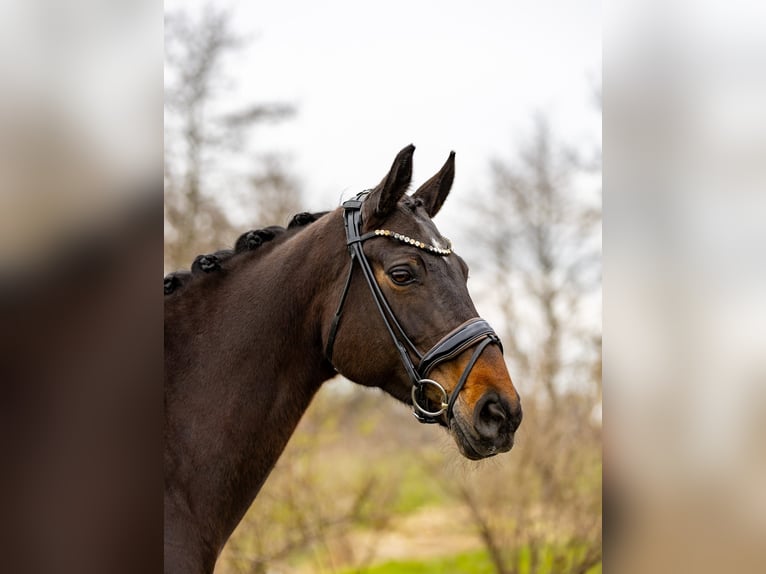Koń hanowerski Klacz 9 lat 176 cm Ciemnogniada in Rosenheim