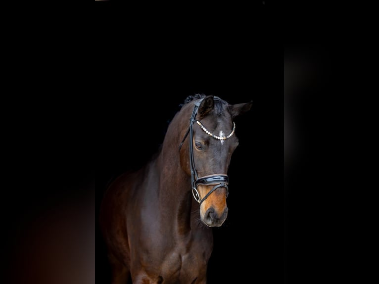 Koń hanowerski Klacz 9 lat 176 cm Ciemnogniada in Rosenheim