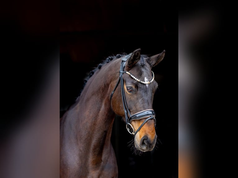 Koń hanowerski Klacz 9 lat 176 cm Ciemnogniada in Rosenheim