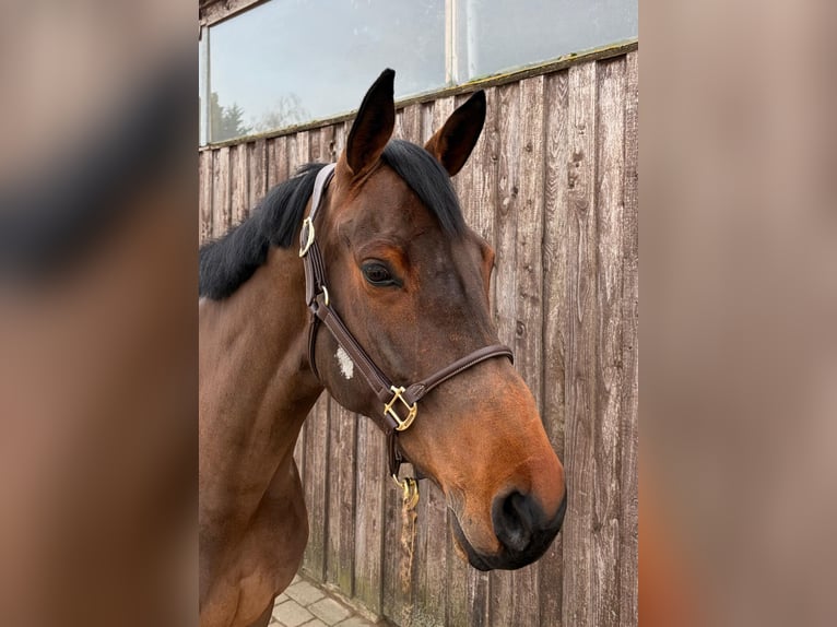 Koń hanowerski Klacz 9 lat 176 cm Gniada in Bornheim