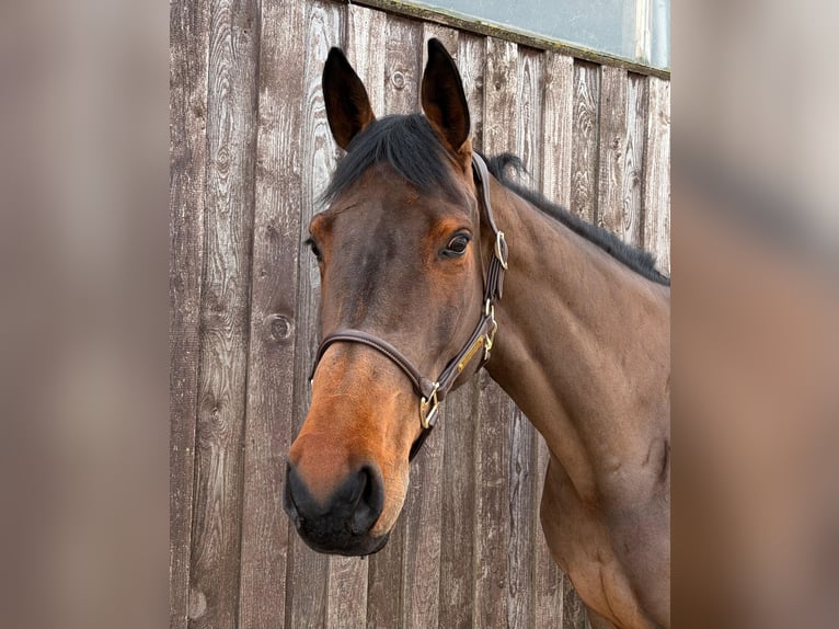 Koń hanowerski Klacz 9 lat 176 cm Gniada in Bornheim