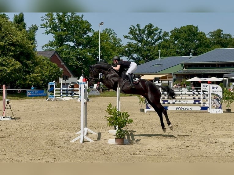 Koń hanowerski Klacz 9 lat 180 cm Skarogniada in Vreden