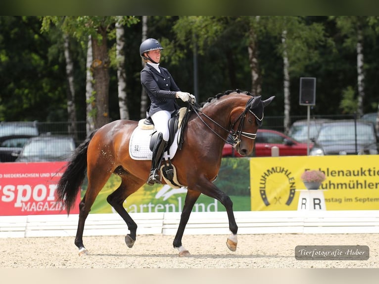 Koń hanowerski Klacz 9 lat Gniada in Jesteburg