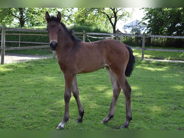 Koń hanowerski Klacz Źrebak (04/2026) 168 cm Ciemnogniada in Westerkappeln