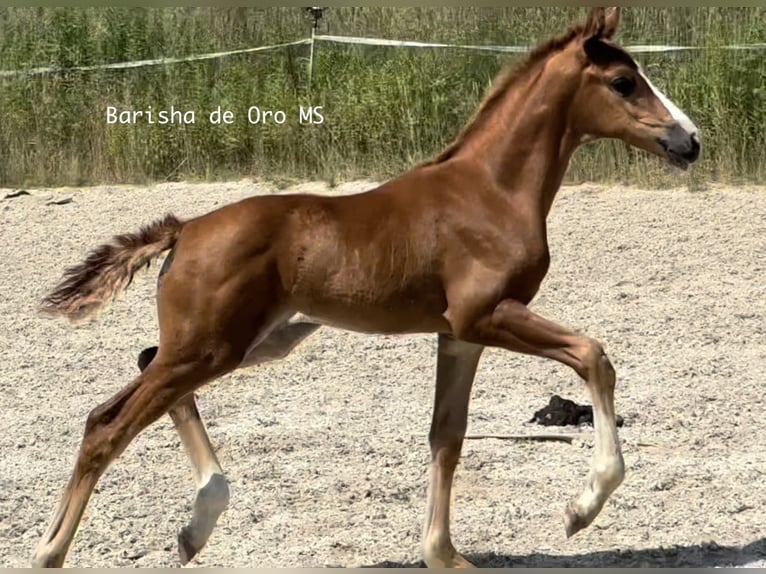 Koń hanowerski Klacz Źrebak (05/2025) 168 cm Ciemnokasztanowata in Bukowice