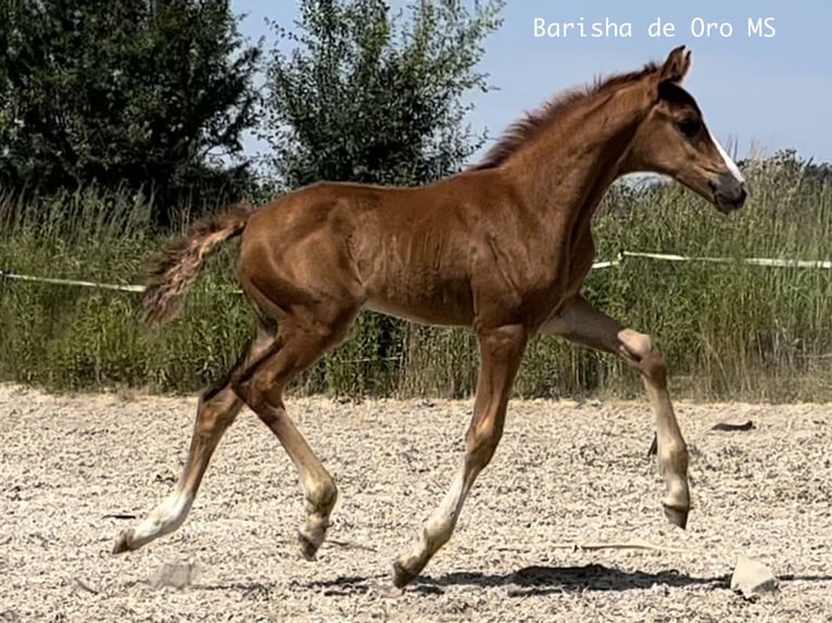 Koń hanowerski Klacz Źrebak (05/2025) 168 cm Ciemnokasztanowata in Bukowice