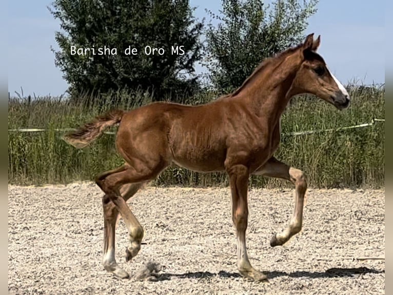 Koń hanowerski Klacz Źrebak (05/2025) 168 cm Ciemnokasztanowata in Bukowice
